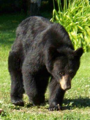 Yard Bear.jpg - 25.6 K